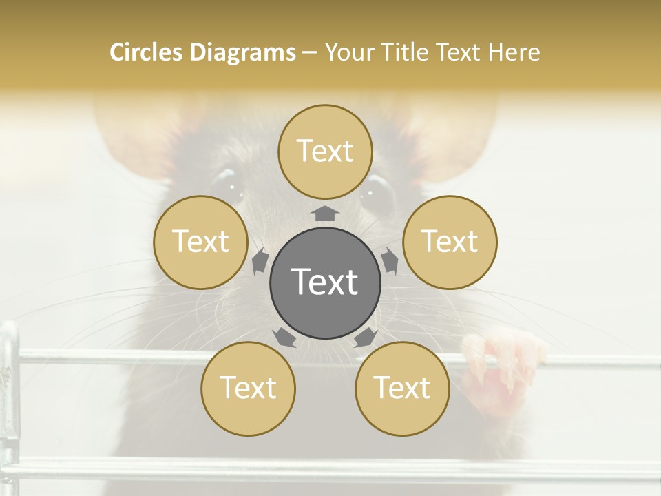 Animal Pest Domestic PowerPoint Template