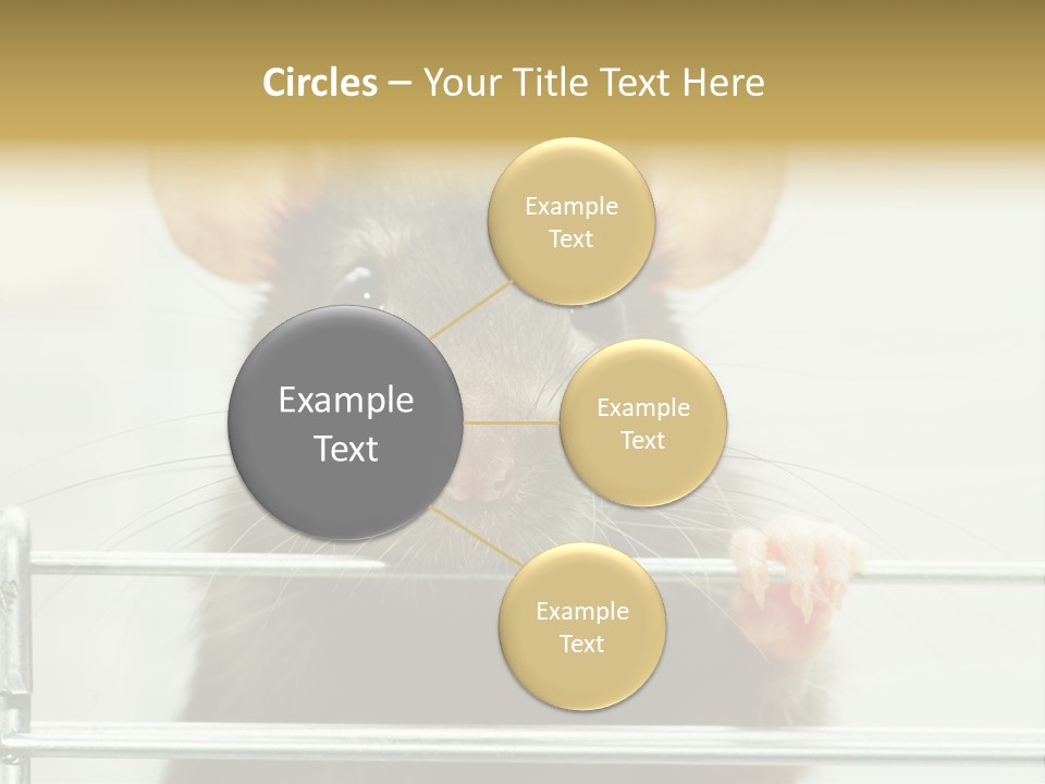 Animal Pest Domestic PowerPoint Template