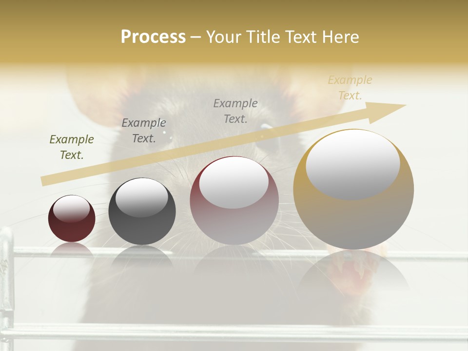 Animal Pest Domestic PowerPoint Template