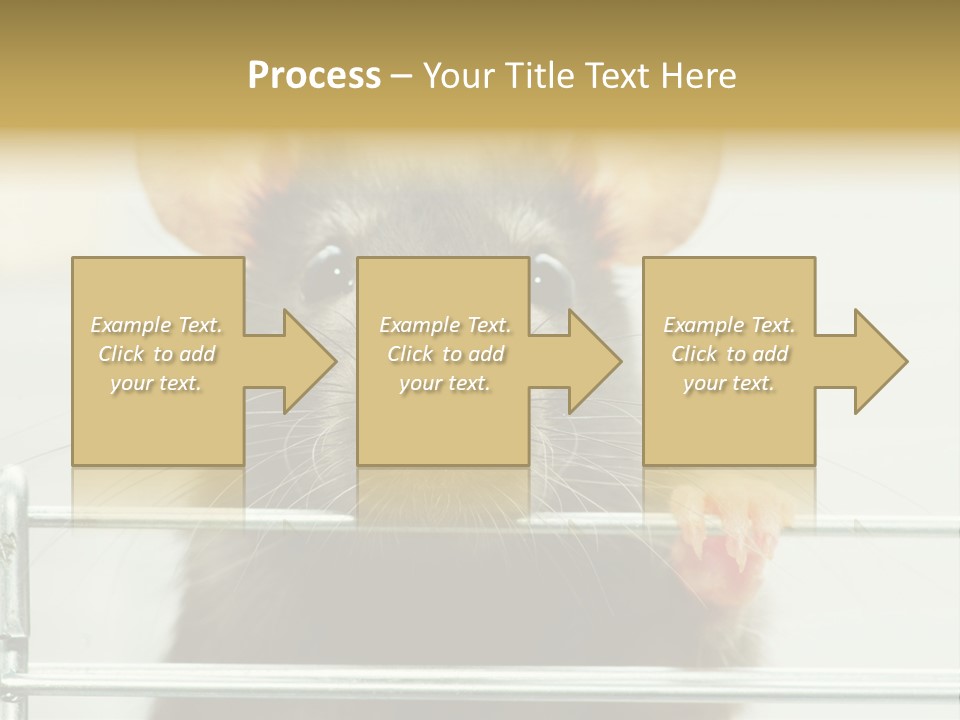 Animal Pest Domestic PowerPoint Template