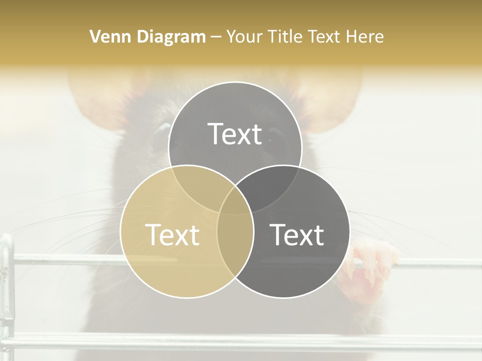 Animal Pest Domestic PowerPoint Template