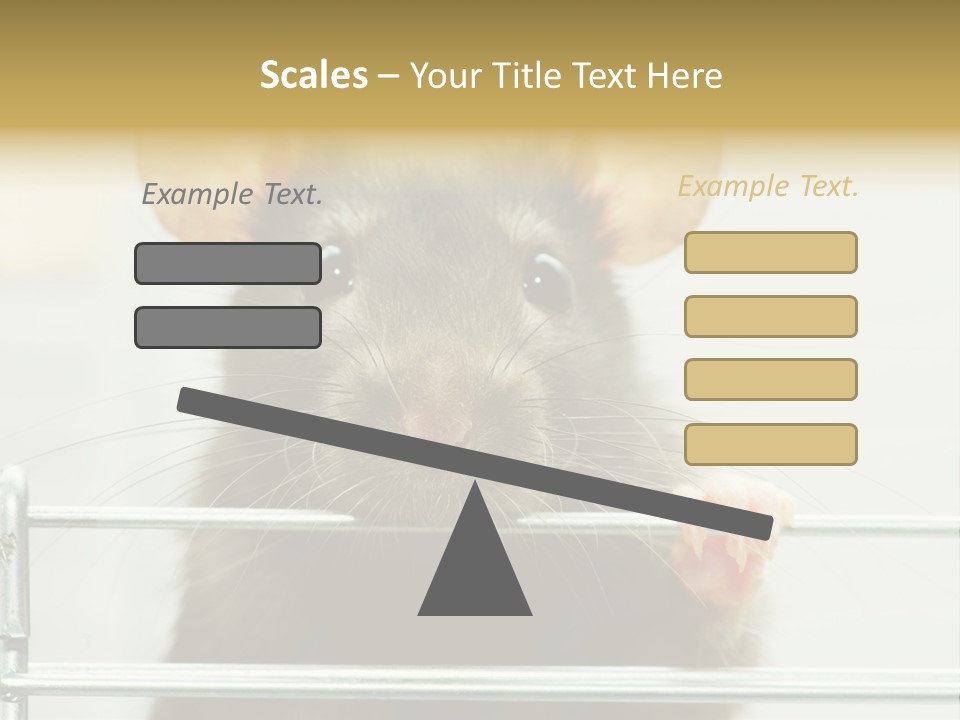 Animal Pest Domestic PowerPoint Template