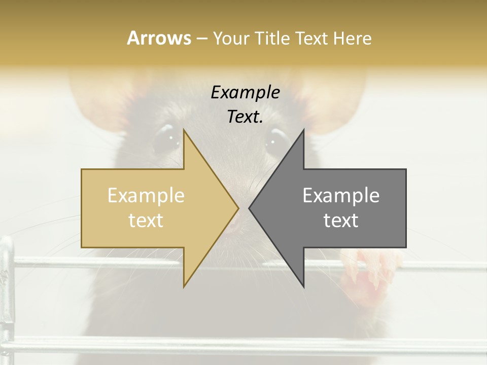 Animal Pest Domestic PowerPoint Template