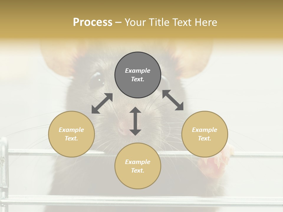 Animal Pest Domestic PowerPoint Template