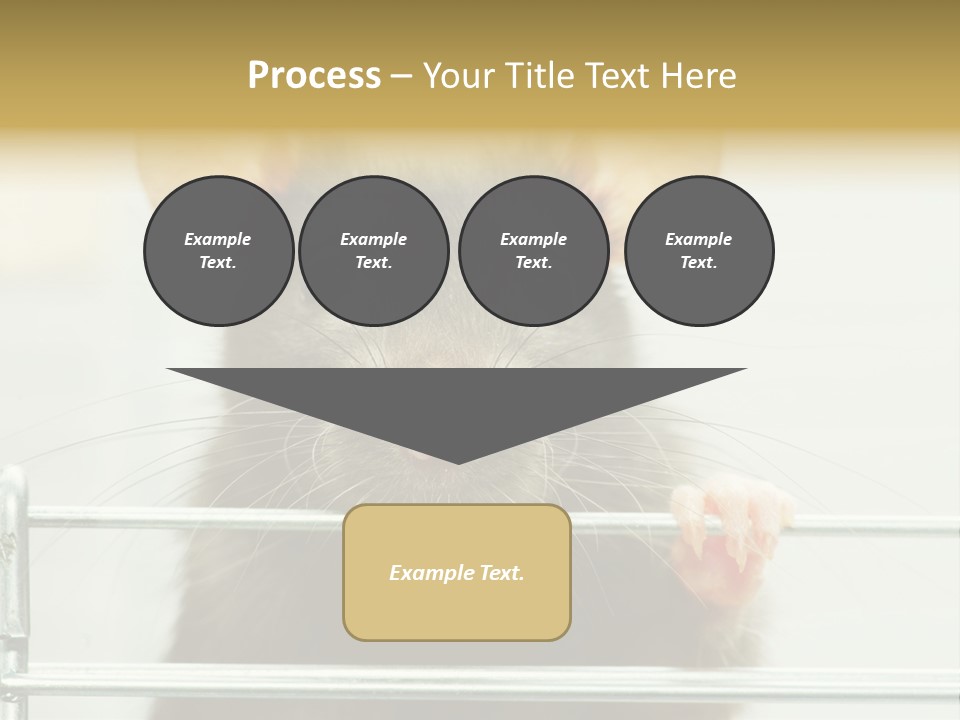 Animal Pest Domestic PowerPoint Template