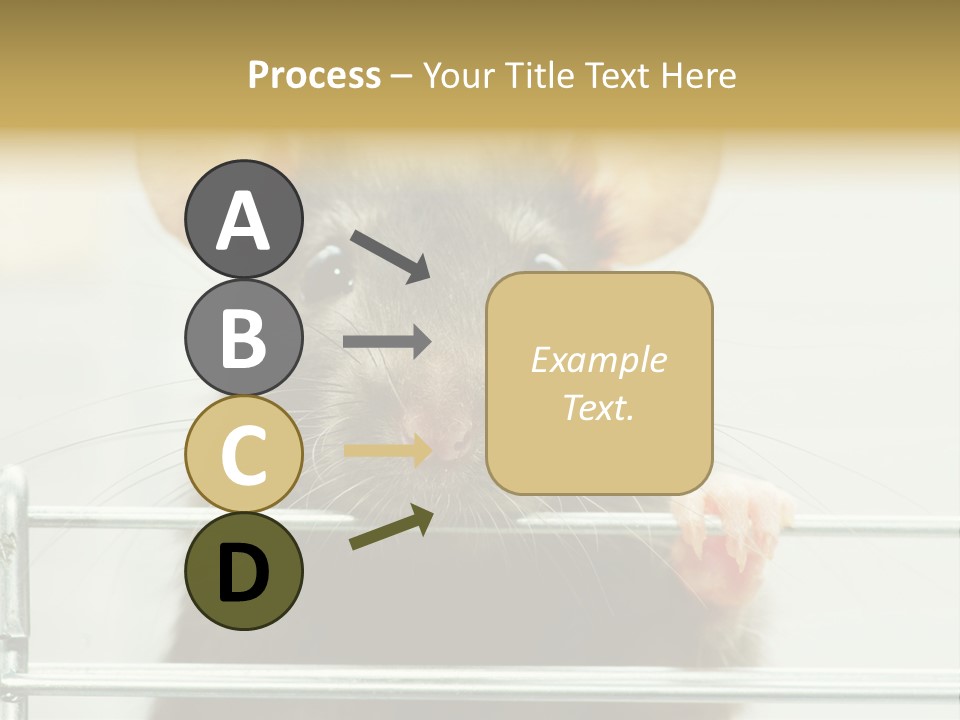 Animal Pest Domestic PowerPoint Template