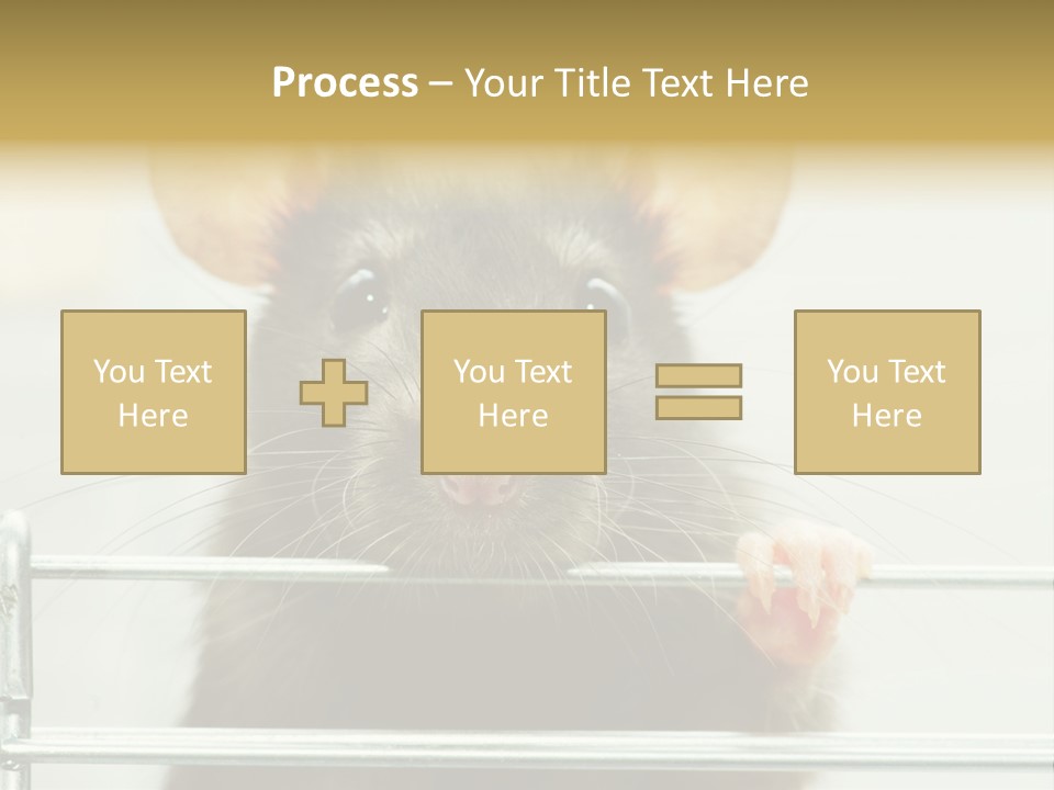 Animal Pest Domestic PowerPoint Template