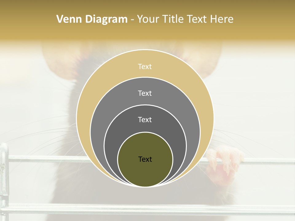 Animal Pest Domestic PowerPoint Template