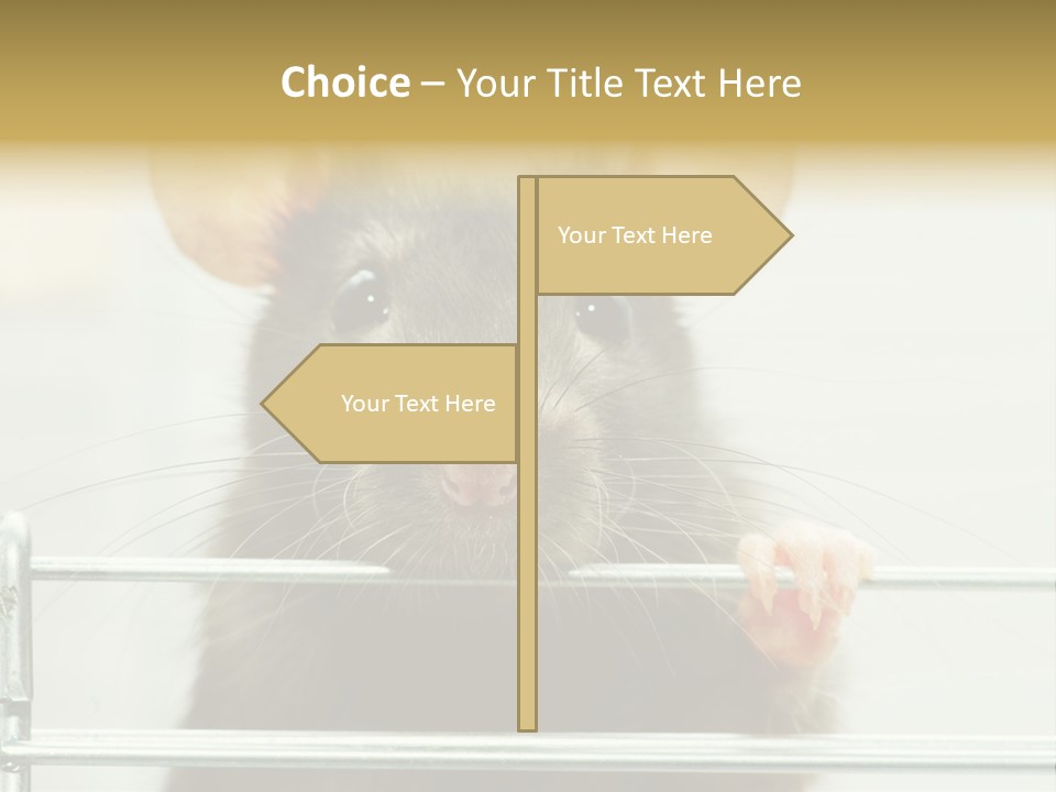 Animal Pest Domestic PowerPoint Template