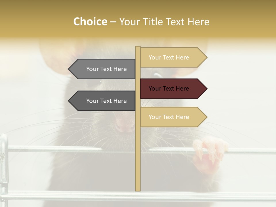 Animal Pest Domestic PowerPoint Template