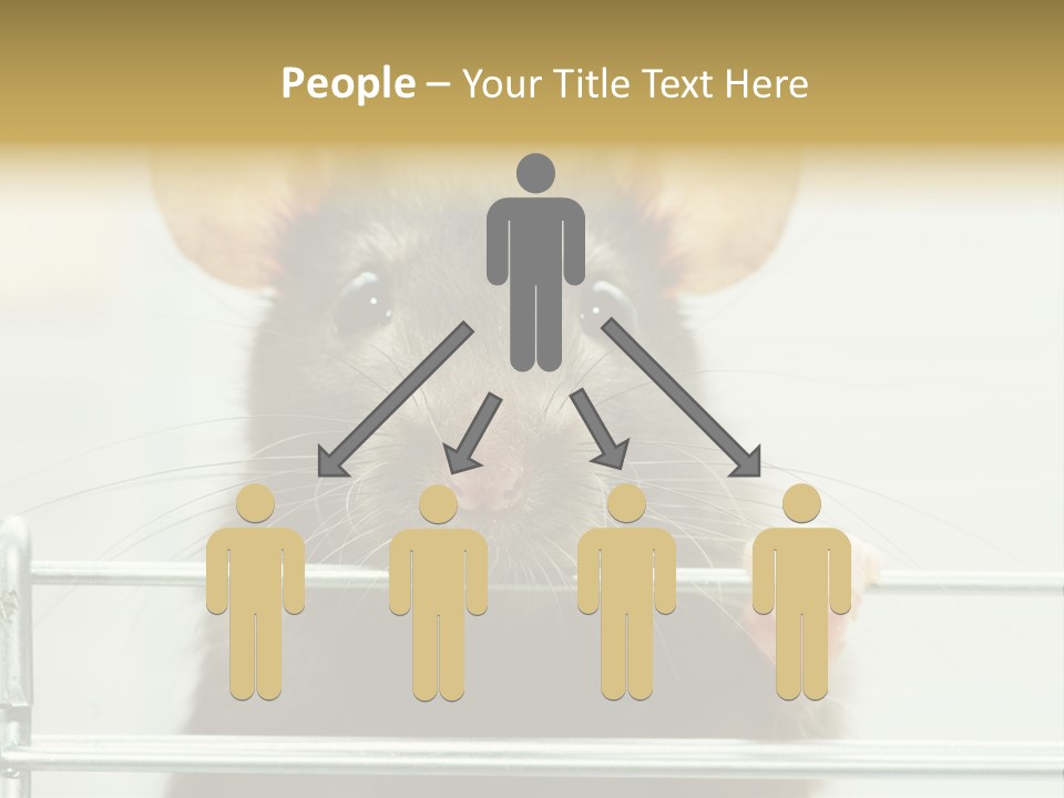 Animal Pest Domestic PowerPoint Template