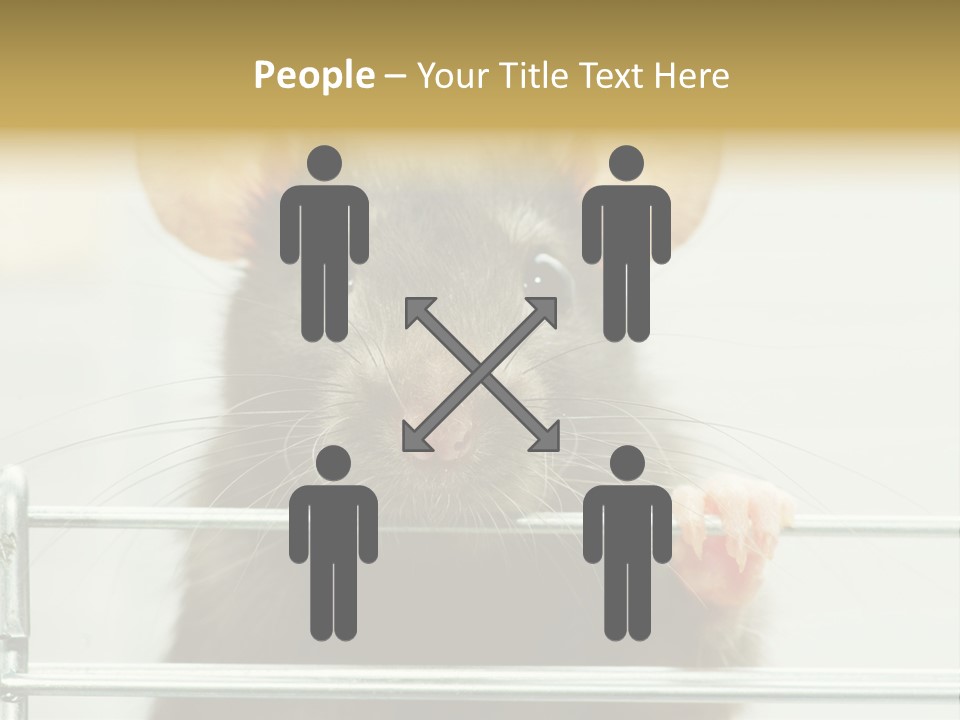 Animal Pest Domestic PowerPoint Template