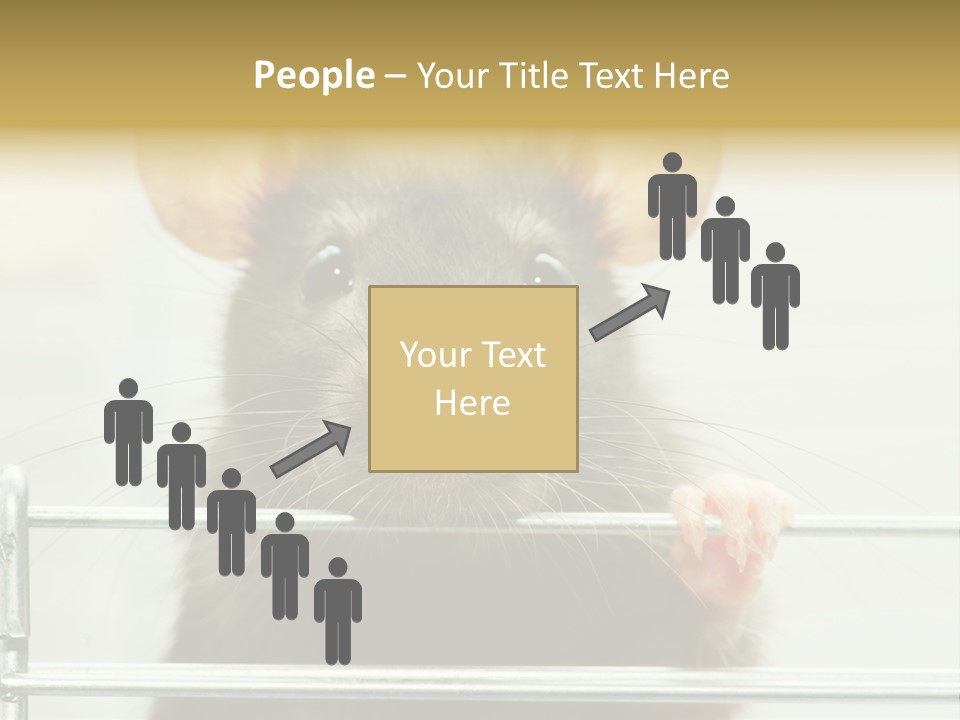 Animal Pest Domestic PowerPoint Template