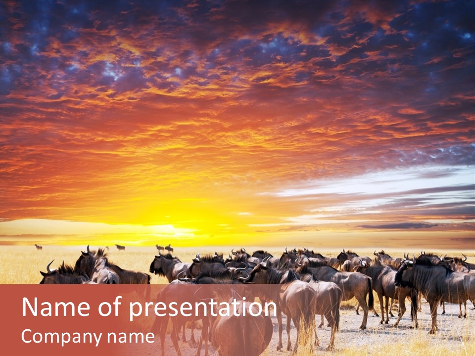 Gnu Africa Mammal PowerPoint Template