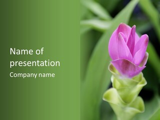 Medicinal Tropic Fragrant PowerPoint Template