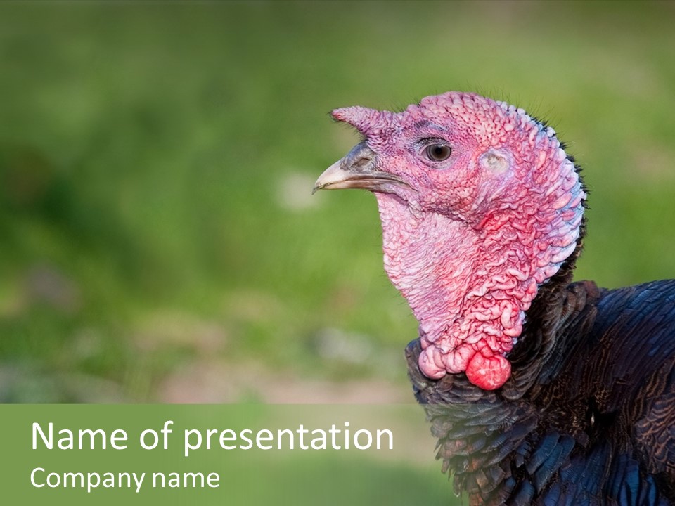 Livestock Landscape Wattle PowerPoint Template