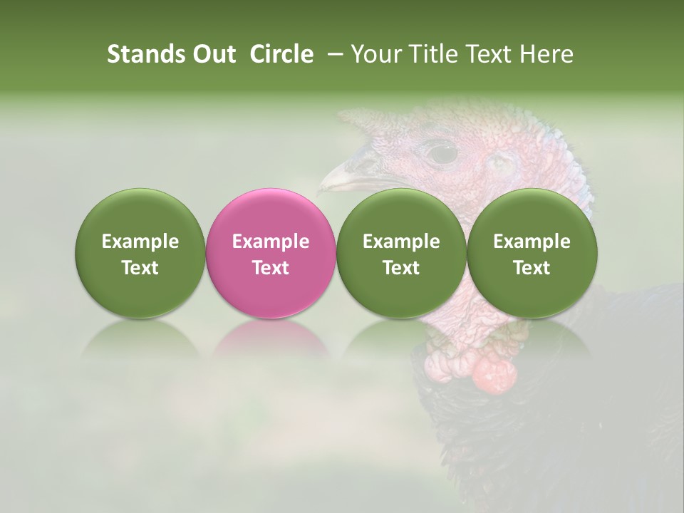 Livestock Landscape Wattle PowerPoint Template