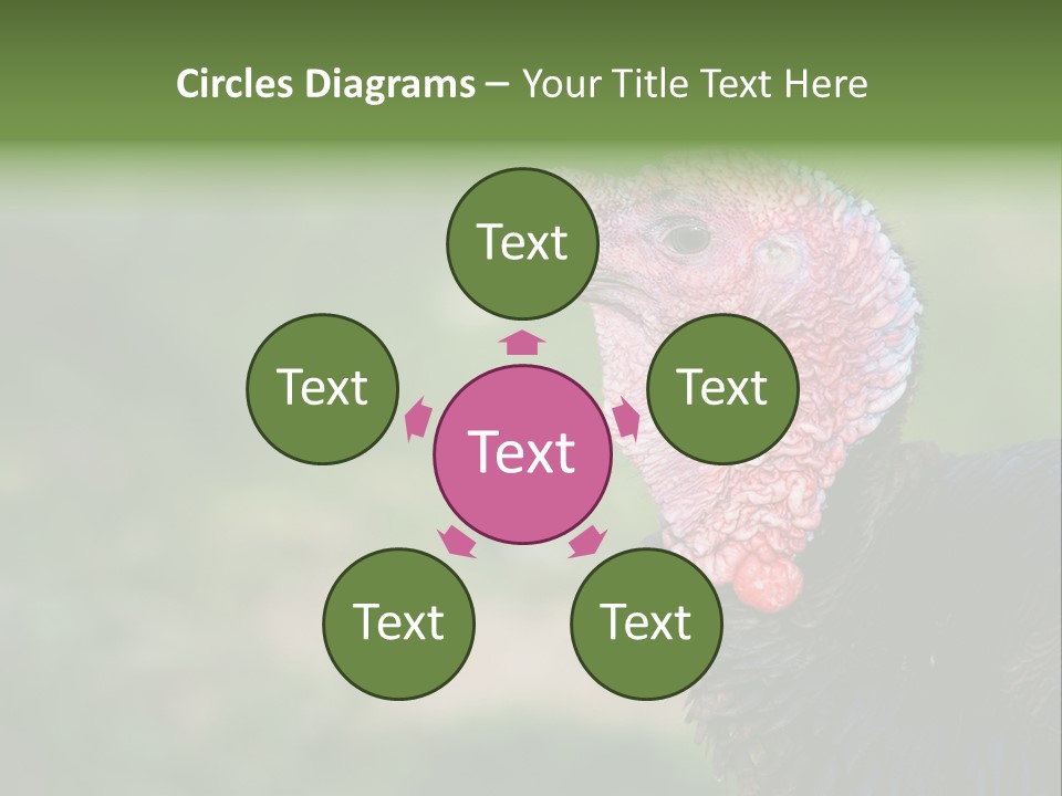 Livestock Landscape Wattle PowerPoint Template