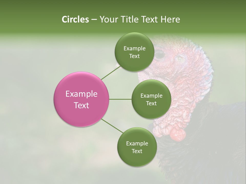 Livestock Landscape Wattle PowerPoint Template