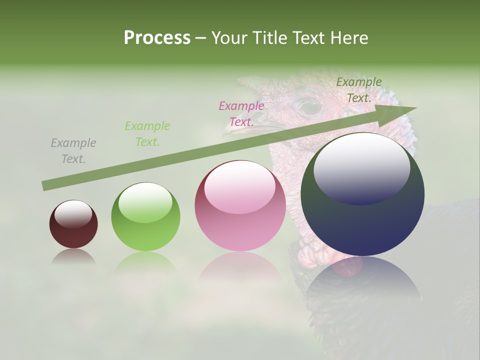 Livestock Landscape Wattle PowerPoint Template