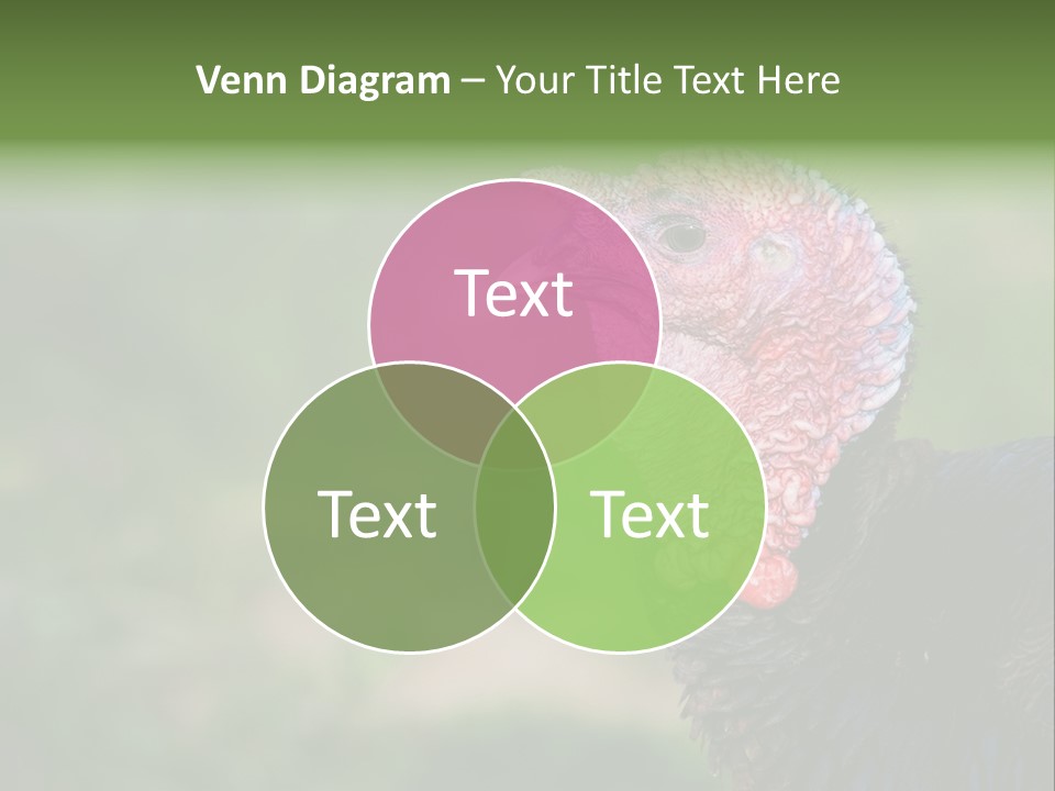 Livestock Landscape Wattle PowerPoint Template