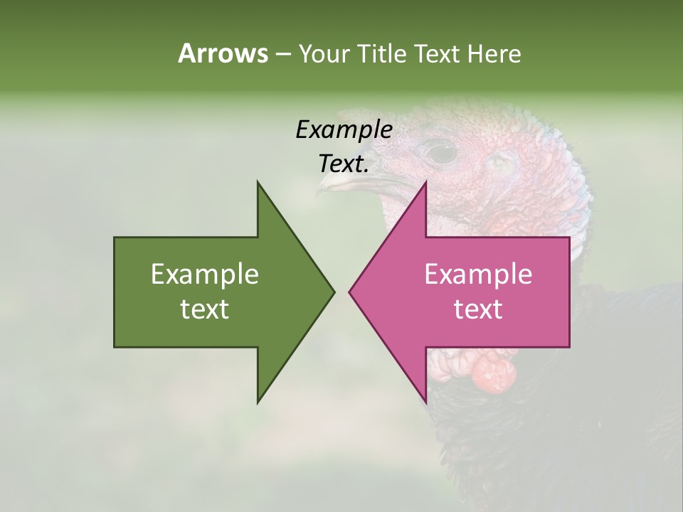 Livestock Landscape Wattle PowerPoint Template
