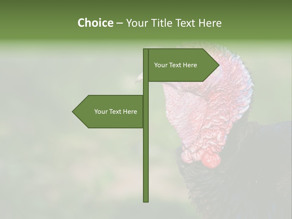 Livestock Landscape Wattle PowerPoint Template