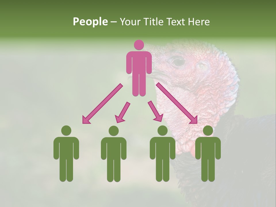 Livestock Landscape Wattle PowerPoint Template