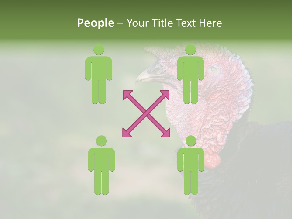 Livestock Landscape Wattle PowerPoint Template