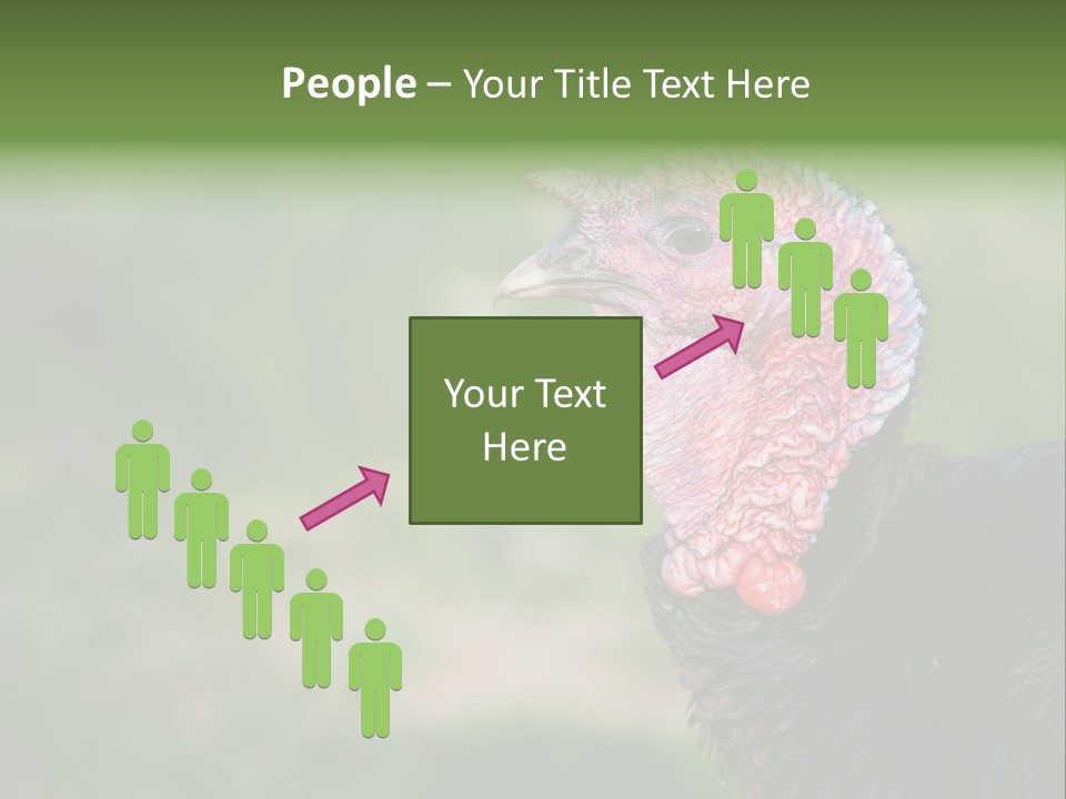 Livestock Landscape Wattle PowerPoint Template