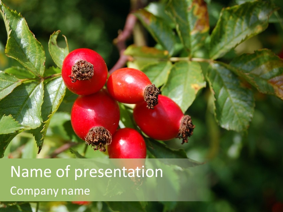 Giving Closeup Rosehip PowerPoint Template