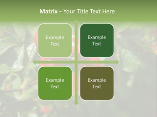 Giving Closeup Rosehip PowerPoint Template