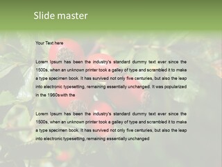 Giving Closeup Rosehip PowerPoint Template