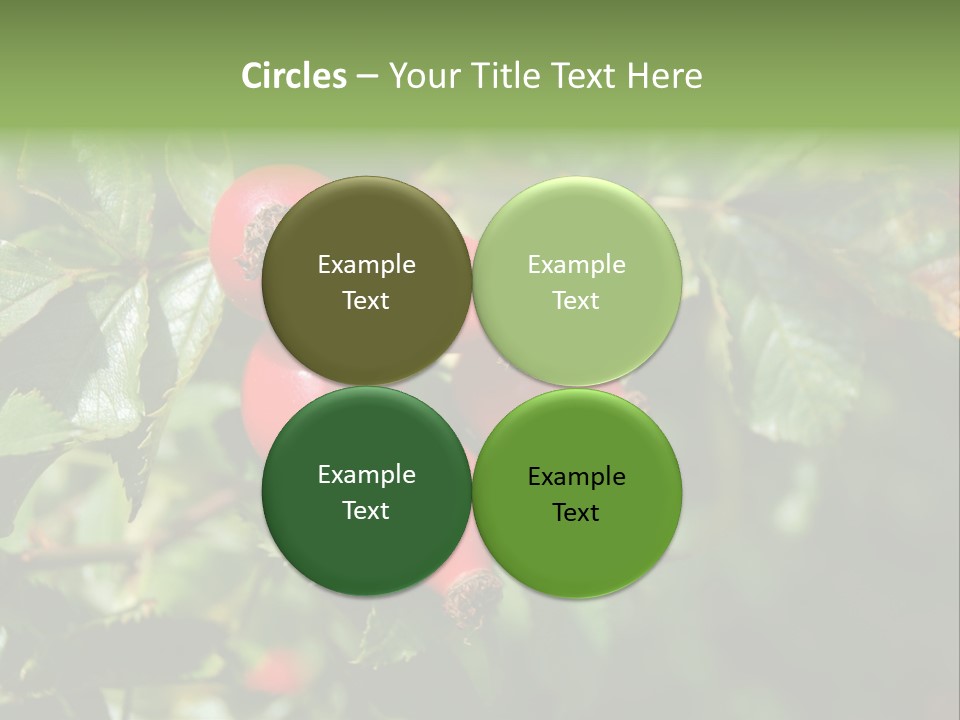 Giving Closeup Rosehip PowerPoint Template