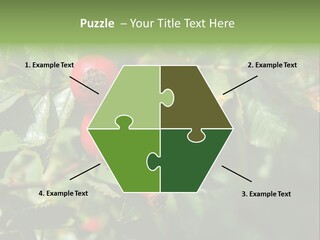 Giving Closeup Rosehip PowerPoint Template