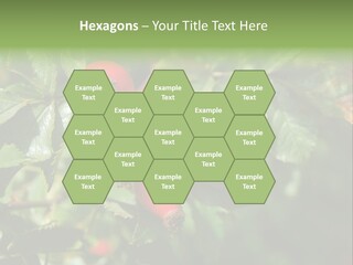 Giving Closeup Rosehip PowerPoint Template