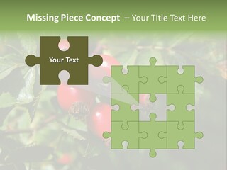 Giving Closeup Rosehip PowerPoint Template