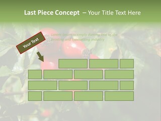 Giving Closeup Rosehip PowerPoint Template