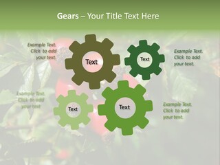 Giving Closeup Rosehip PowerPoint Template