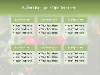 Giving Closeup Rosehip PowerPoint Template