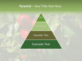 Giving Closeup Rosehip PowerPoint Template