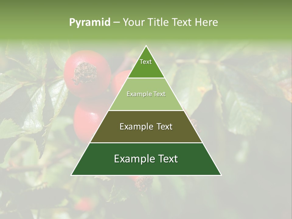 Giving Closeup Rosehip PowerPoint Template