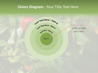 Giving Closeup Rosehip PowerPoint Template