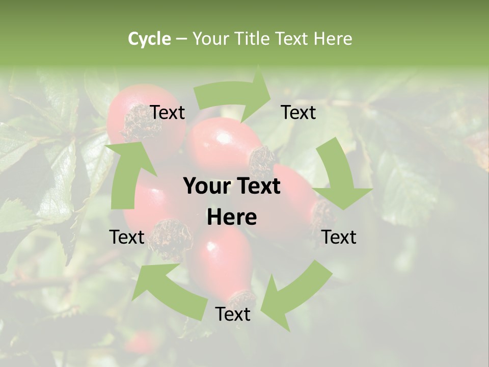 Giving Closeup Rosehip PowerPoint Template