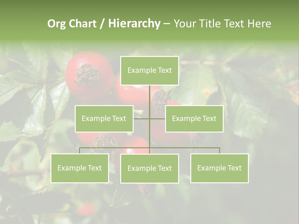 Giving Closeup Rosehip PowerPoint Template