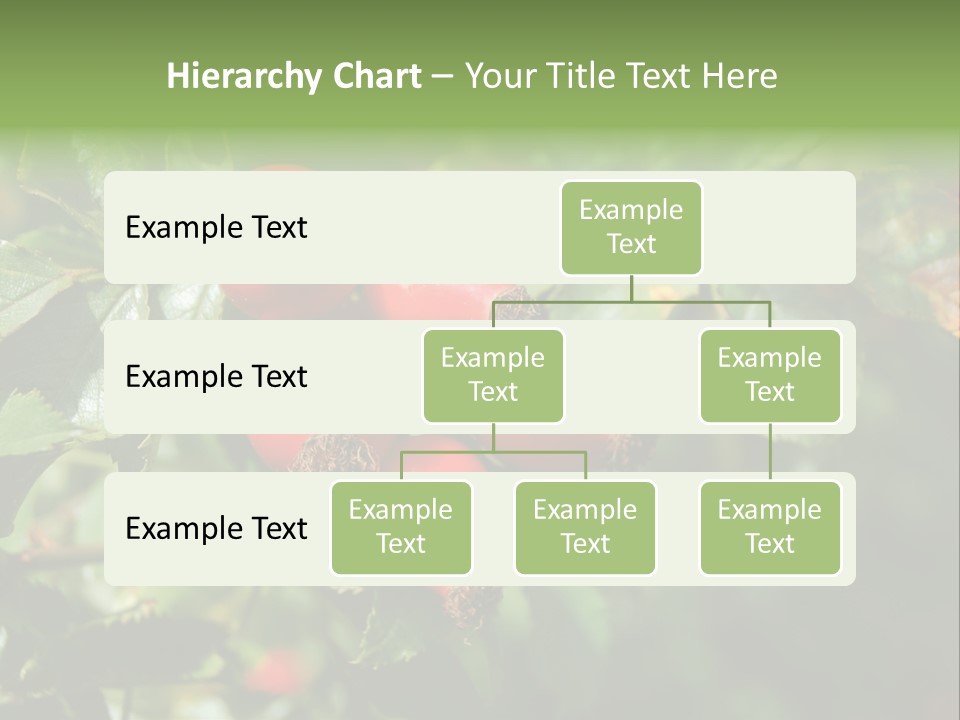 Giving Closeup Rosehip PowerPoint Template