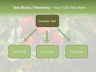 Giving Closeup Rosehip PowerPoint Template