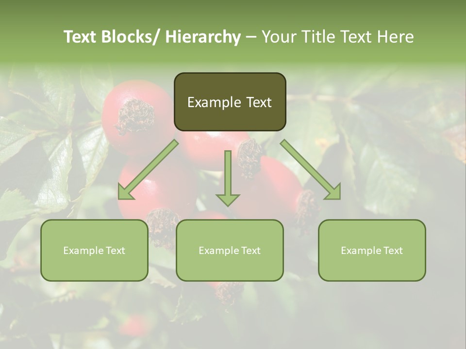 Giving Closeup Rosehip PowerPoint Template