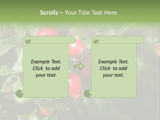Giving Closeup Rosehip PowerPoint Template