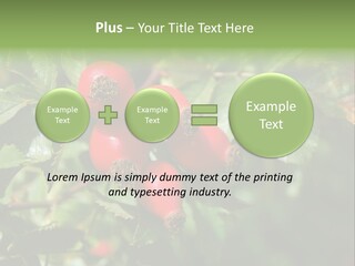 Giving Closeup Rosehip PowerPoint Template